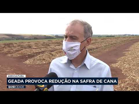 Agricultura: geada provoca redução na safra de cana