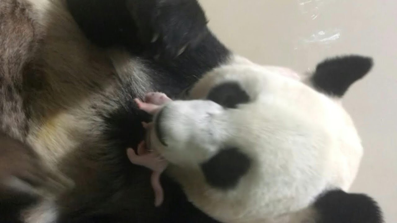 Bebê panda nasce em Cingapura | AFP