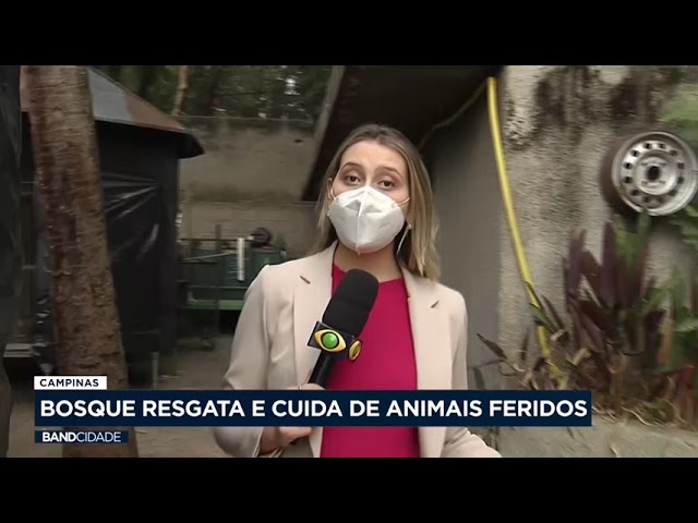 Campinas: Bosque resgata e cuida de animais feridos