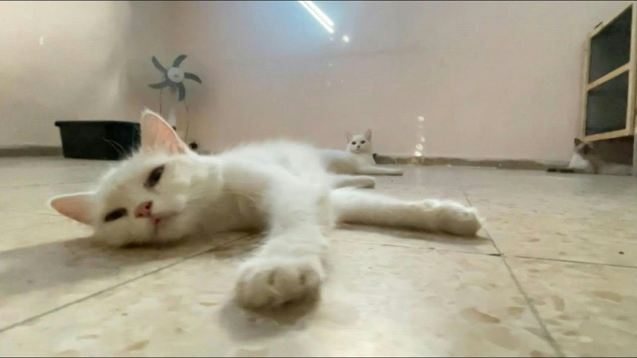 O salvador de gatos | AFP