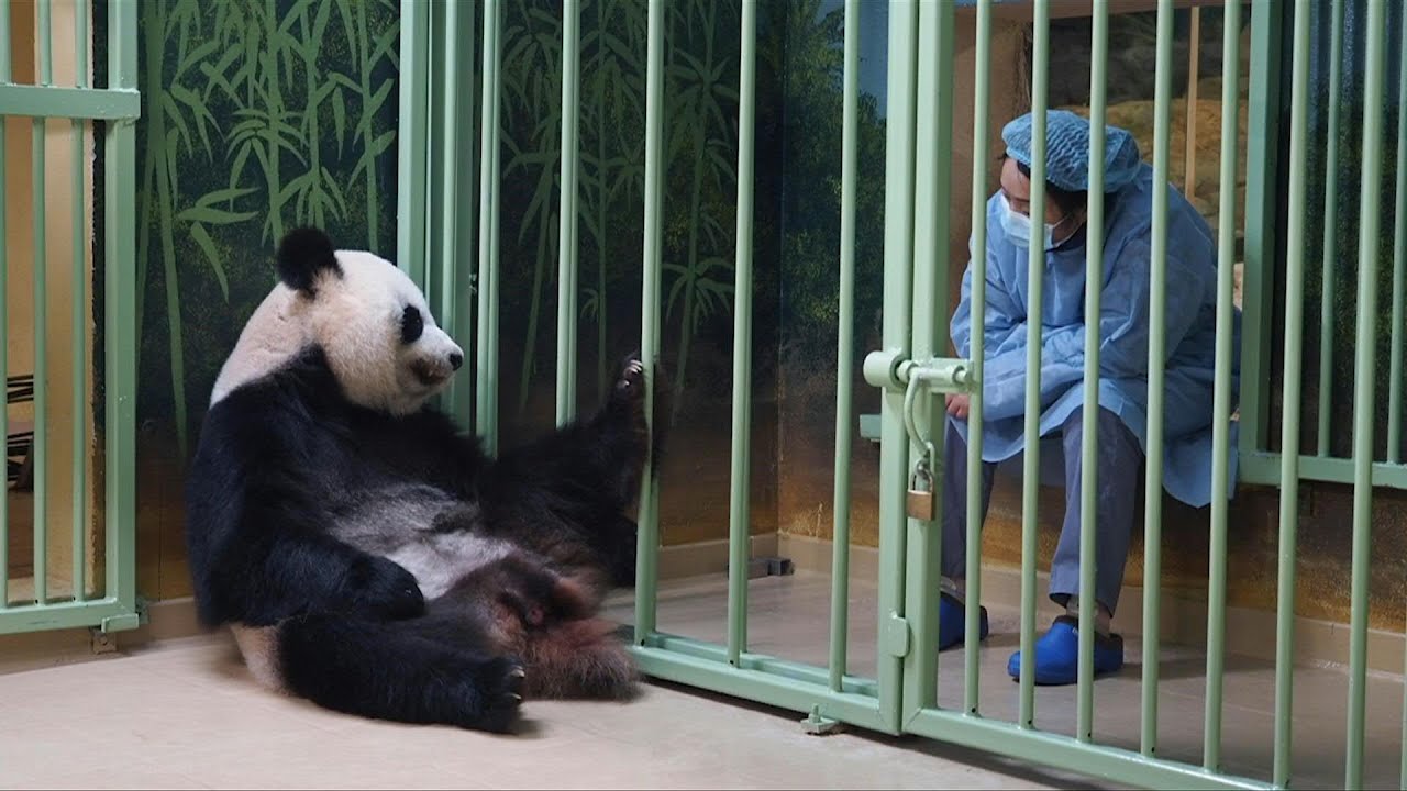 Pandas gêmeos nascem na França | AFP