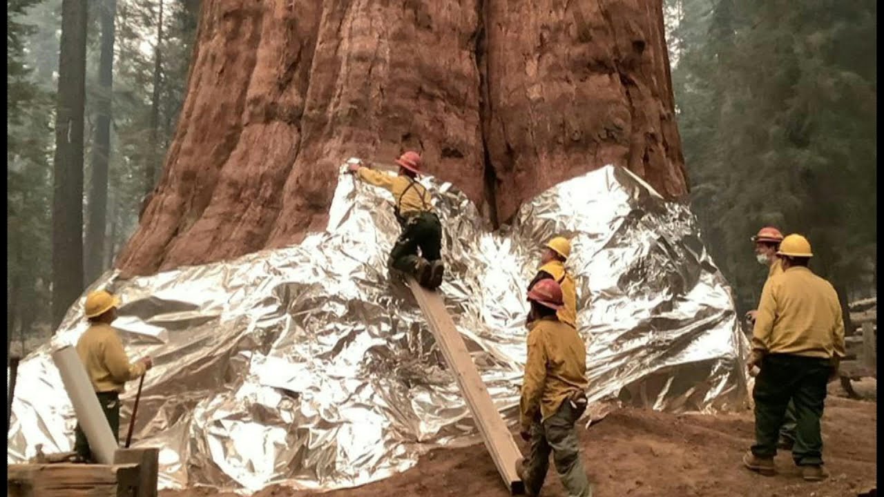 Sequoias gigantes são envoltas em alumínio | AFP