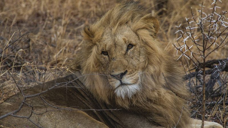 África do Sul: como é fazer um safári de luxo – 29/11/2023 – Turismo