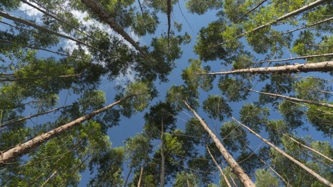 Klabin adquire áreas florestais da Arauco no Paraná