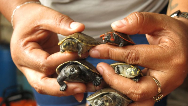 Projeto salva mais de 22 mil tartarugas e jabutis no AM – 13/12/2023 – Turismo