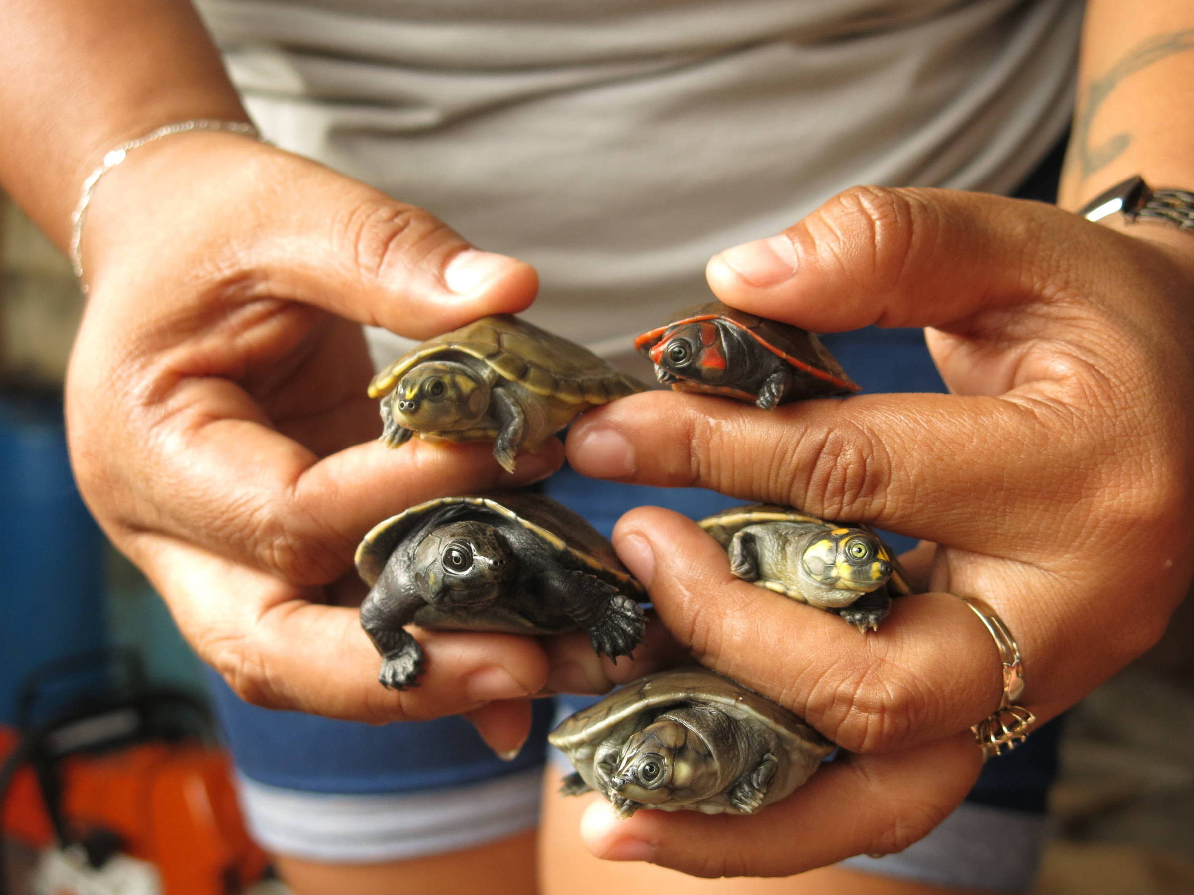 Projeto salva mais de 22 mil tartarugas e jabutis no AM – 13/12/2023 – Turismo