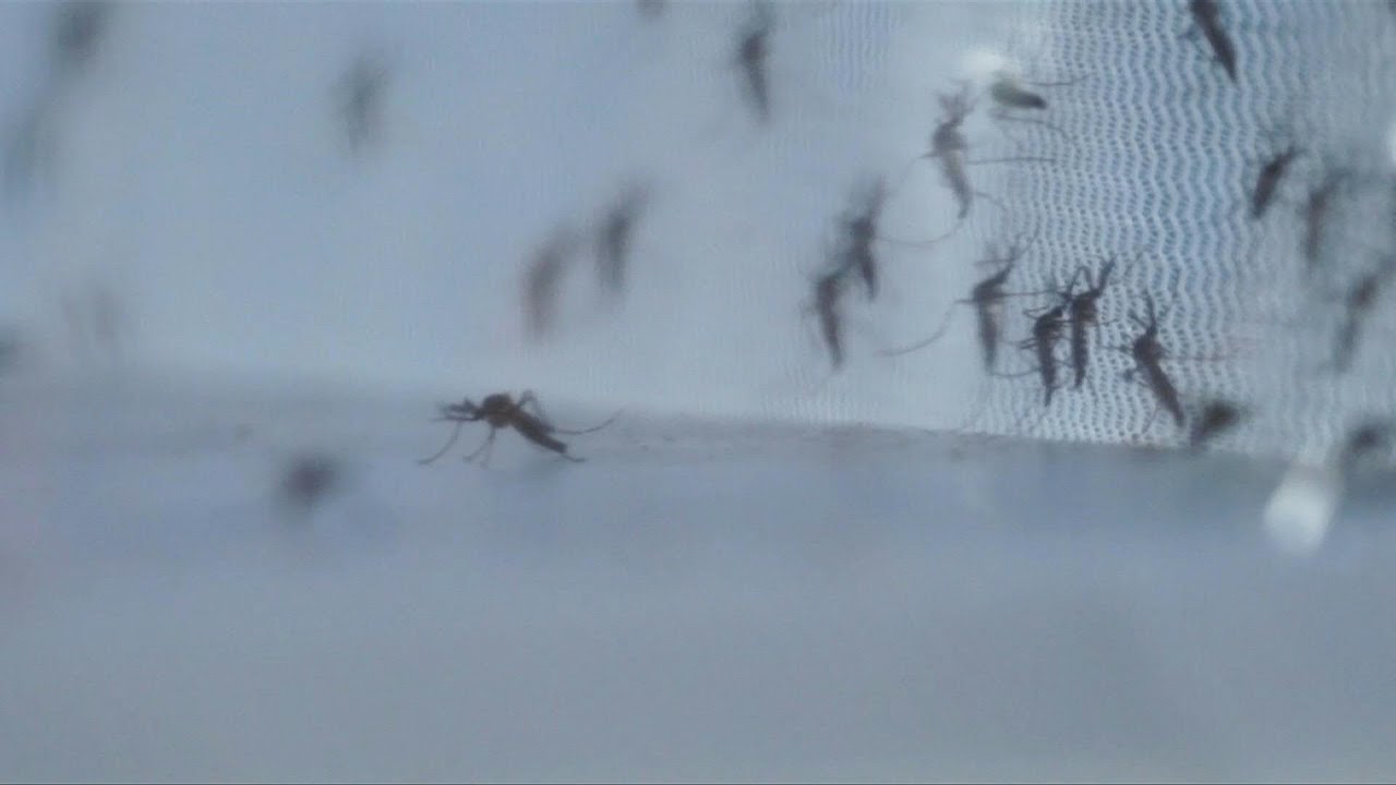OMS: Brasil é país com mais casos de dengue no mundo | AFP