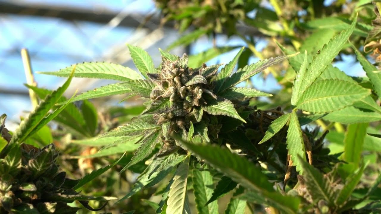 Produtores de cannabis são prejudicados por falhas na legislação em NY | AFP