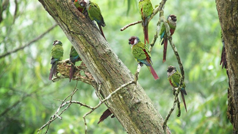 Beach Park anuncia Arvorar, o ‘Parque das Aves cearense’ – 14/11/2023 – Turismo