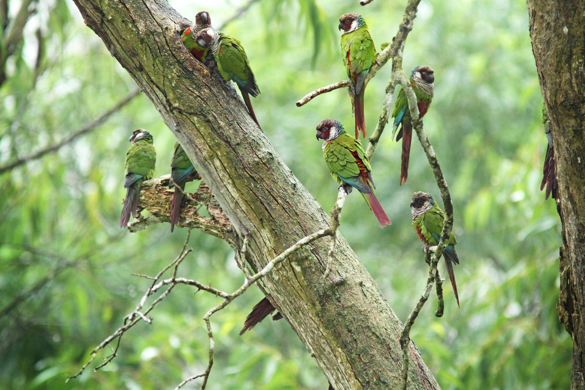 Beach Park anuncia Arvorar, o ‘Parque das Aves cearense’ – 14/11/2023 – Turismo