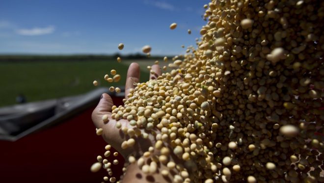 Brasil testa sementes de soja com DNA editado para resistir à seca
