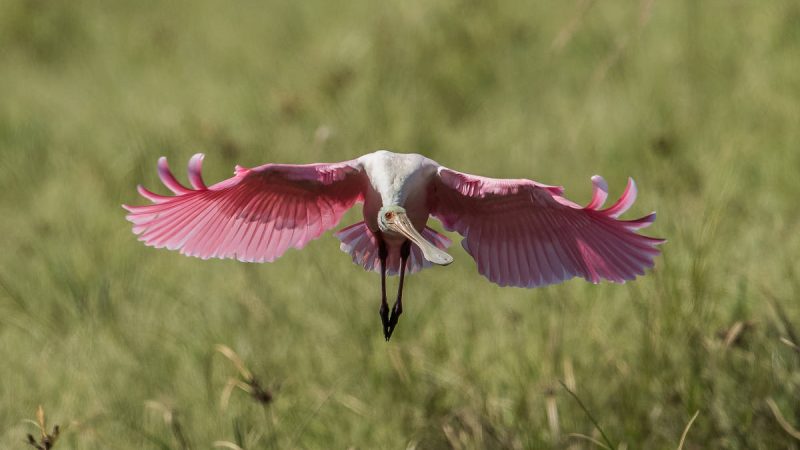 Everglades: conheça o paraíso selvagem a uma hora de Miami – 07/01/2024 – Turismo