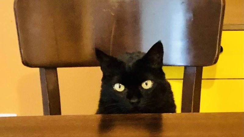 Lola, a gatinha louca por alface – 05/01/2024 – Cozinha Bruta