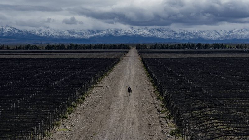 Mudança climática altera produção de vinhos na Argentina – 05/11/2023 – Ambiente