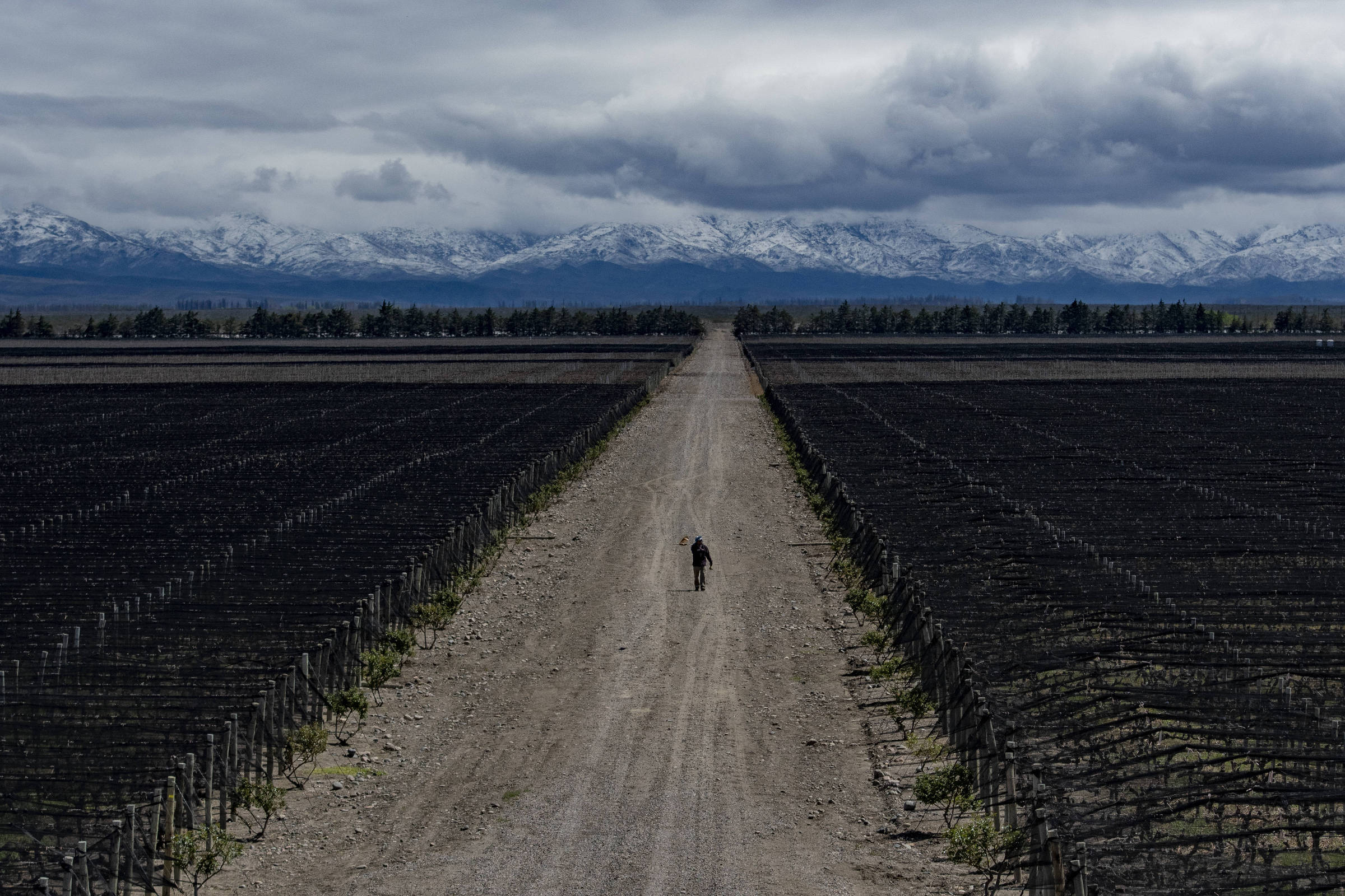 Mudança climática altera produção de vinhos na Argentina – 05/11/2023 – Ambiente