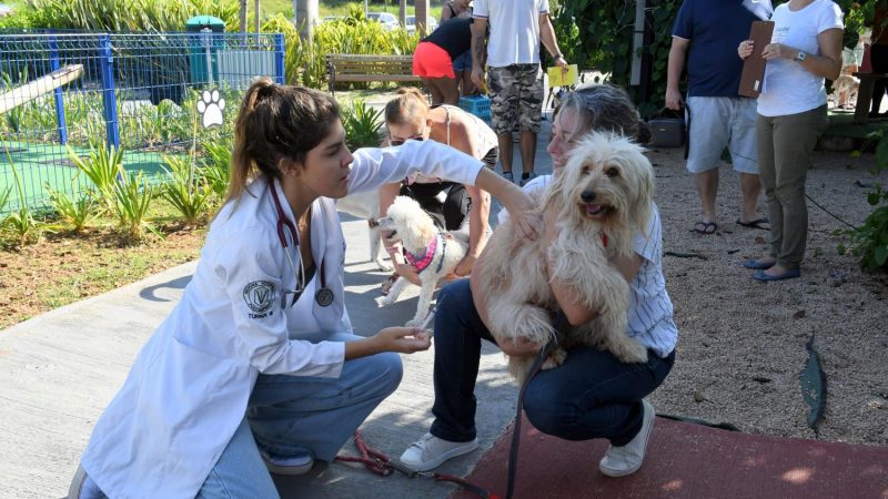 Primeira ao de vacinao contra raiva animal do ano em Indaiatuba acontece dia 27 de janeiro
