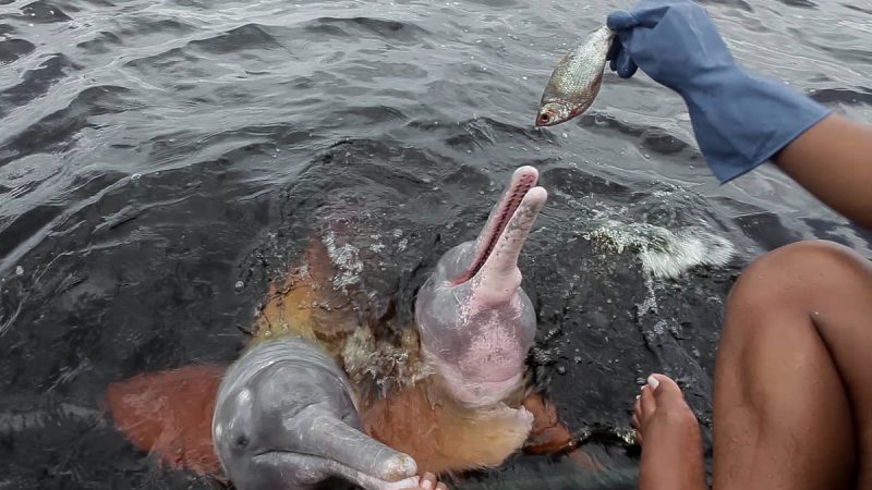 Tive a pior experiência turística da vida em Manaus – 09/11/2023 – Guia Negro