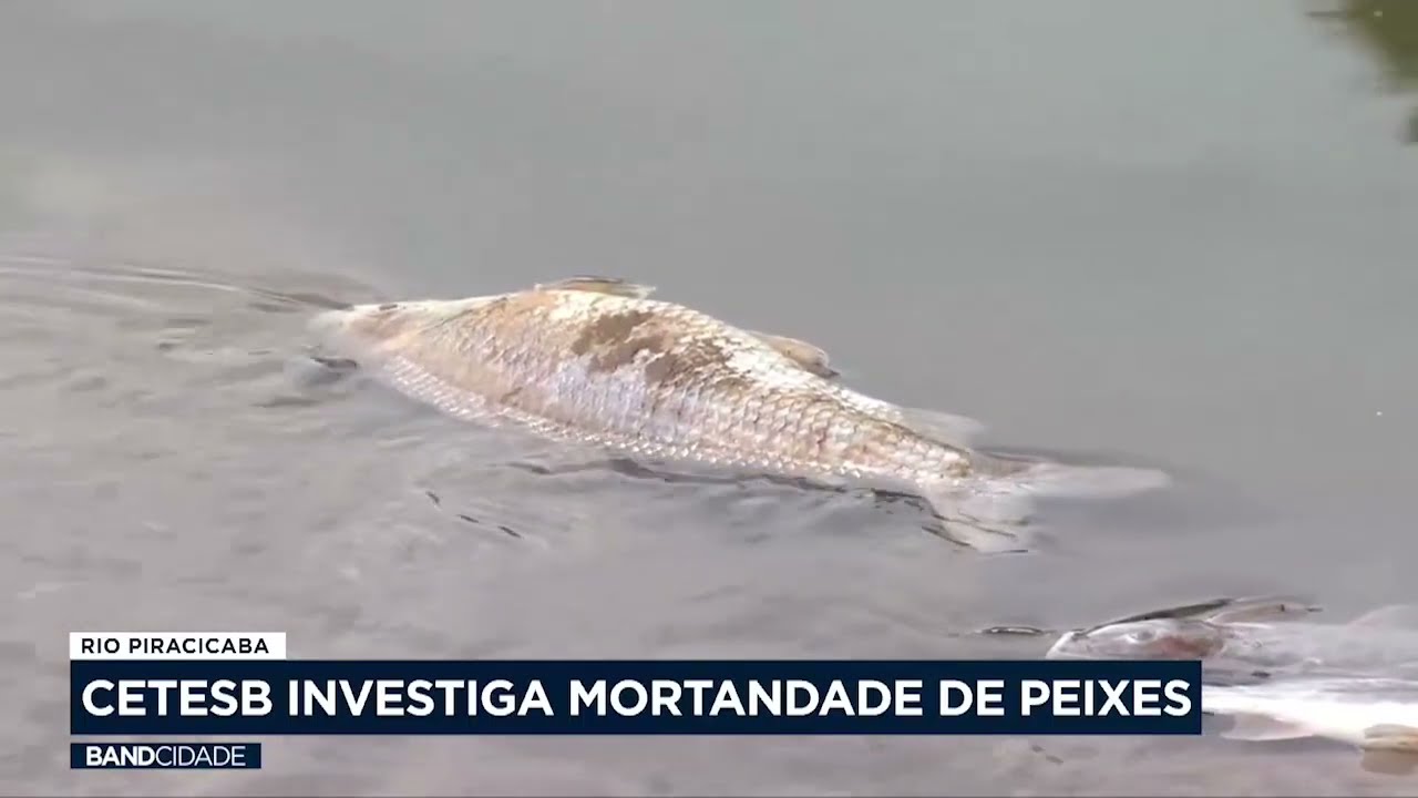 Cetesb investiga mortandade de peixes no Rio Piracicaba