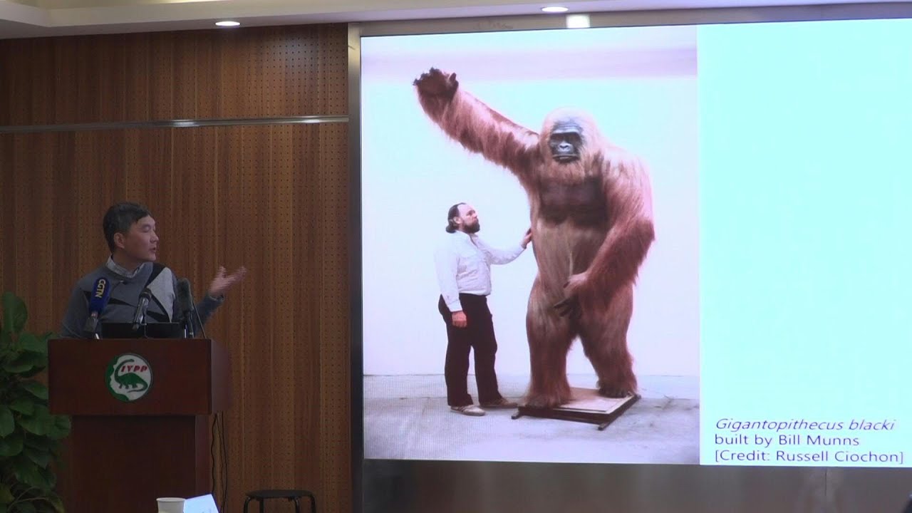 Como o maior macaco de todos os tempos desapareceu do planeta | AFP