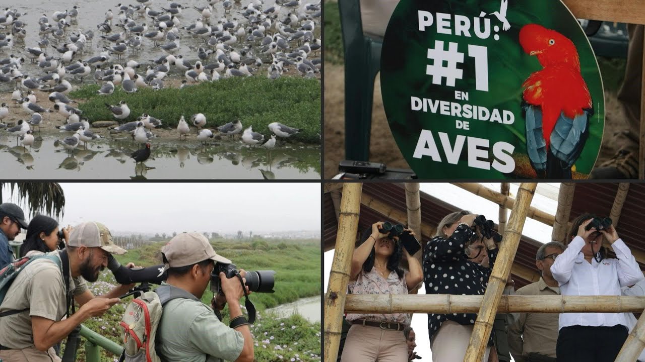 Peru reivindica recorde de diversidade de pássaros | AFP