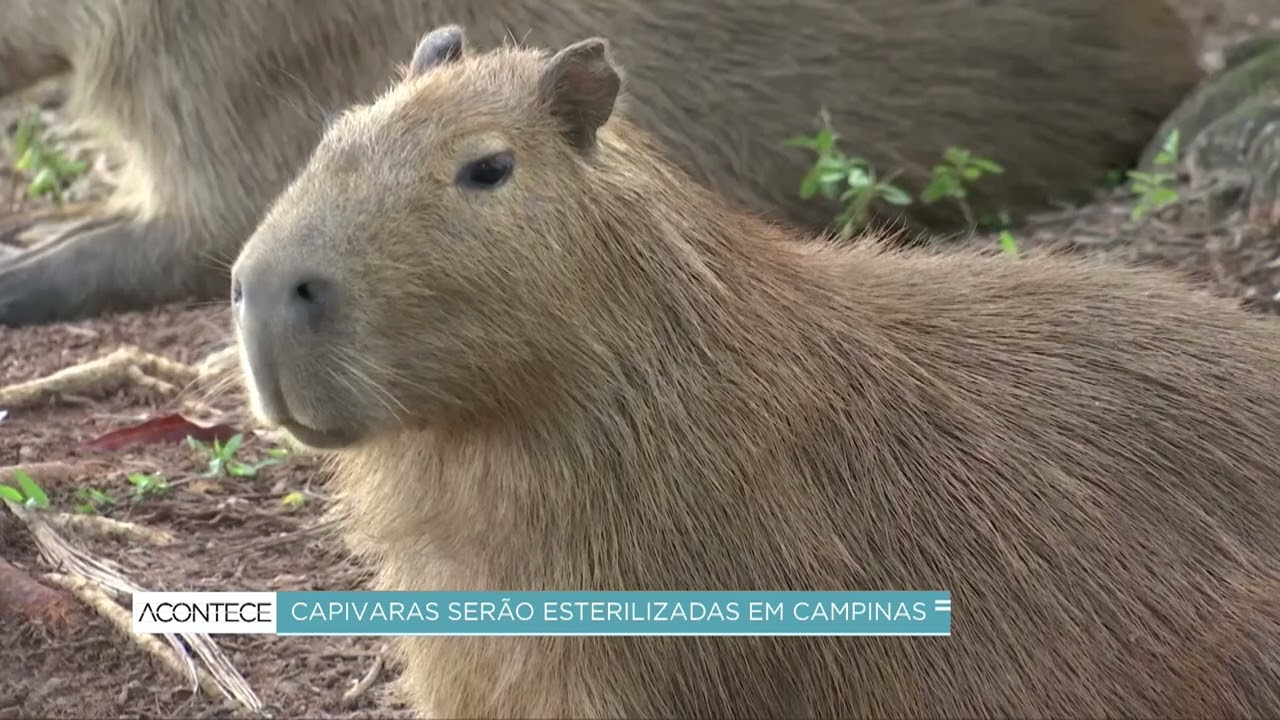 Prefeitura de Campinas diz que irá esterilizar capivaras de parques públicos