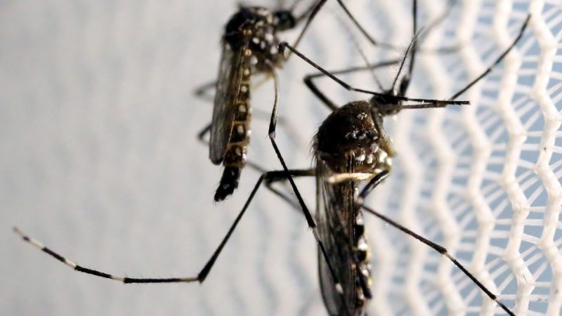 Ministros de Lula se unem em vídeo para combate à dengue no Brasil