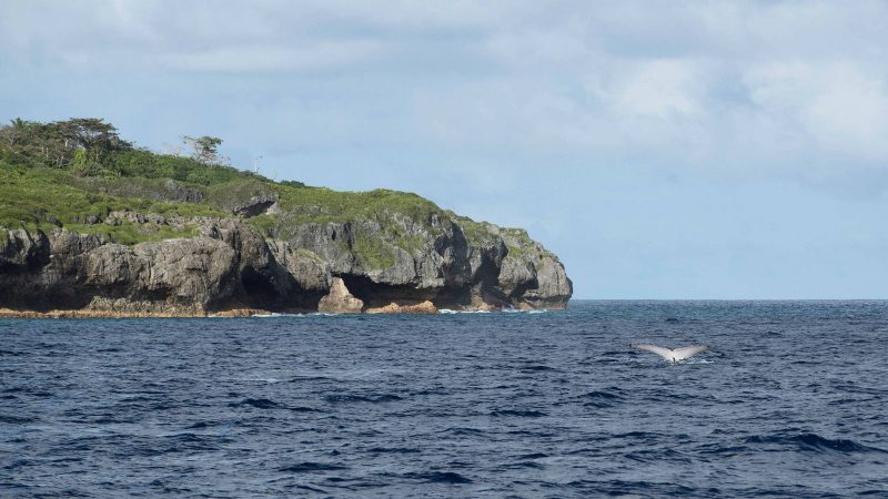 Niue: A ilha que luta há 20 anos por domínio na internet – 23/02/2024 – Tec