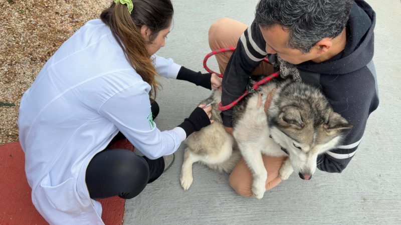 Sade de Indaiatuba e UniMAX vacinam 123 animais contra raiva no ltimo sbado
