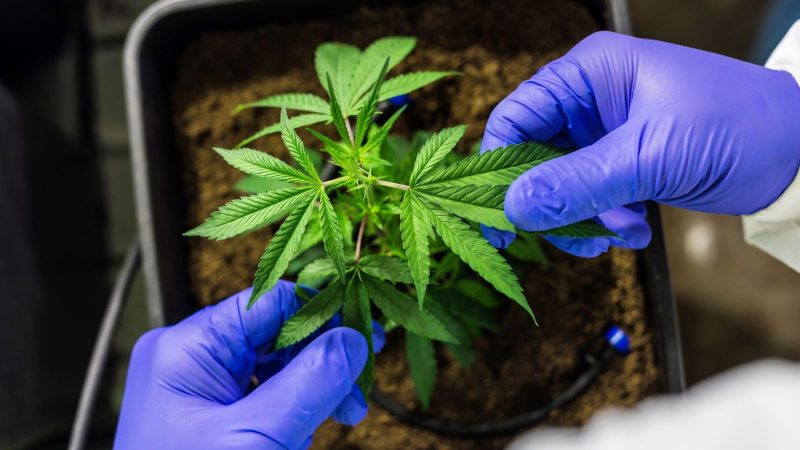 CCJ aprova PEC que criminaliza posse de qualquer quantidade de droga