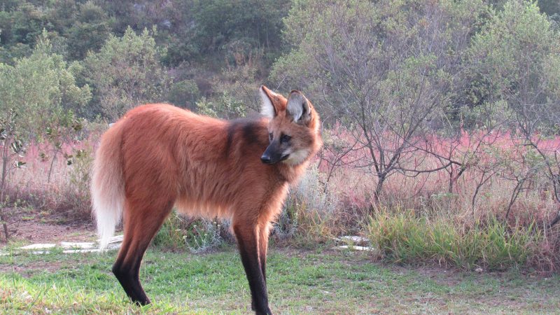 Conheça o Santuário do Caraça (MG), lar de lobos-guarás – 06/03/2024 – Turismo