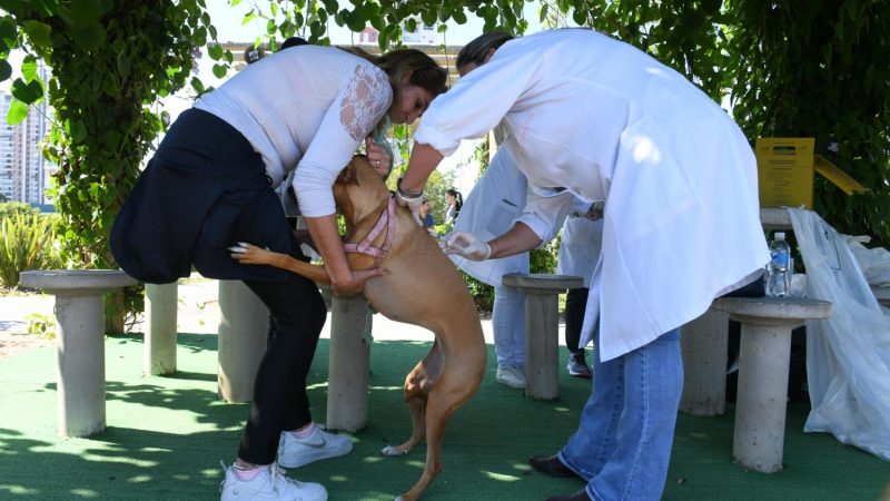 Sade de Indaiatuba e UniMAX vacinam 83 animais contra raiva no ltimo sbado