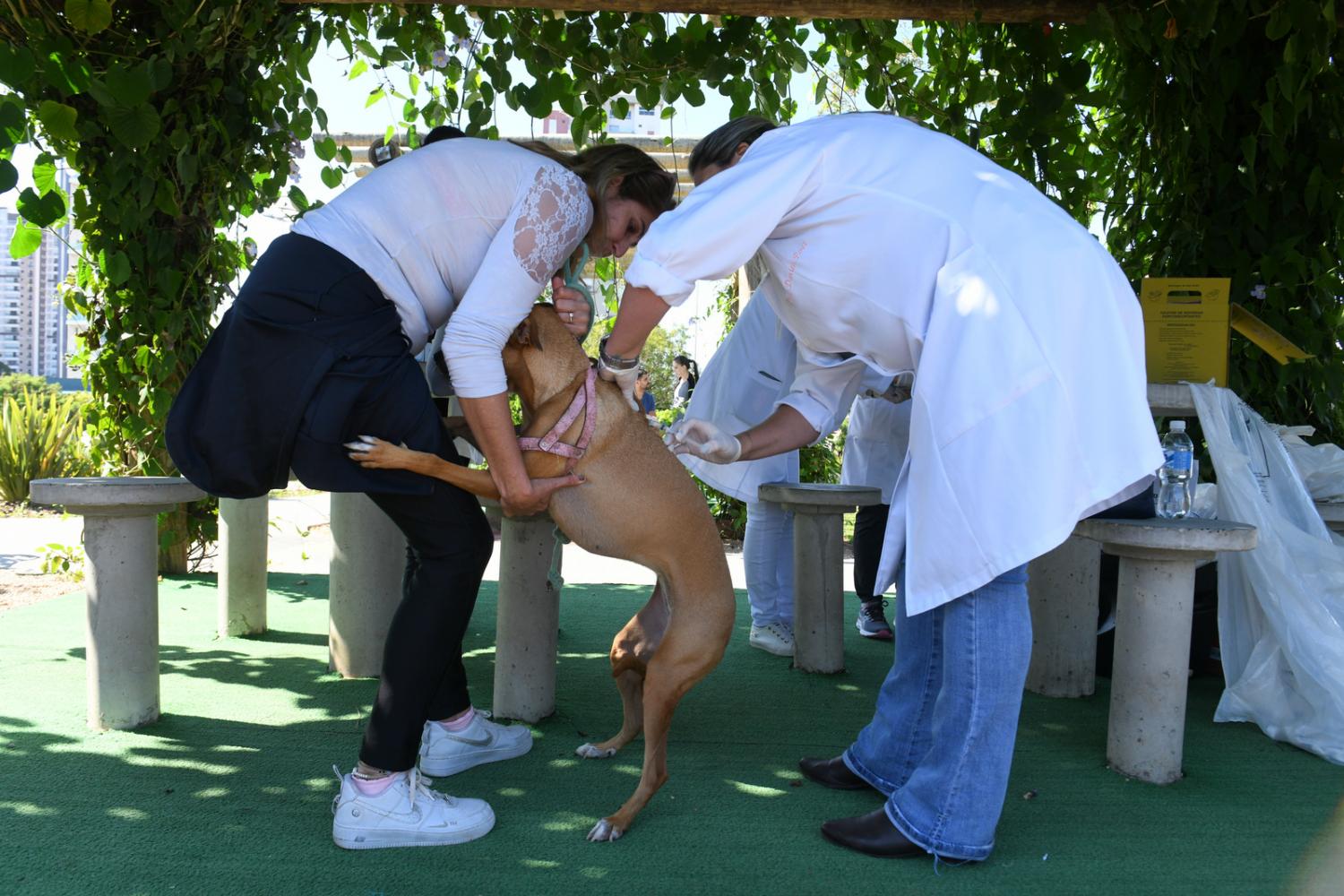 Sade de Indaiatuba e UniMAX vacinam 83 animais contra raiva no ltimo sbado