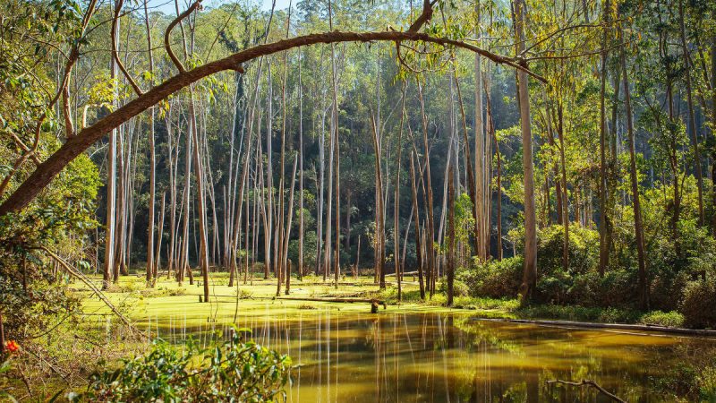 São Paulo quer 110 Ibirapueras de novas áreas protegidas – 14/03/2024 – É Logo Ali