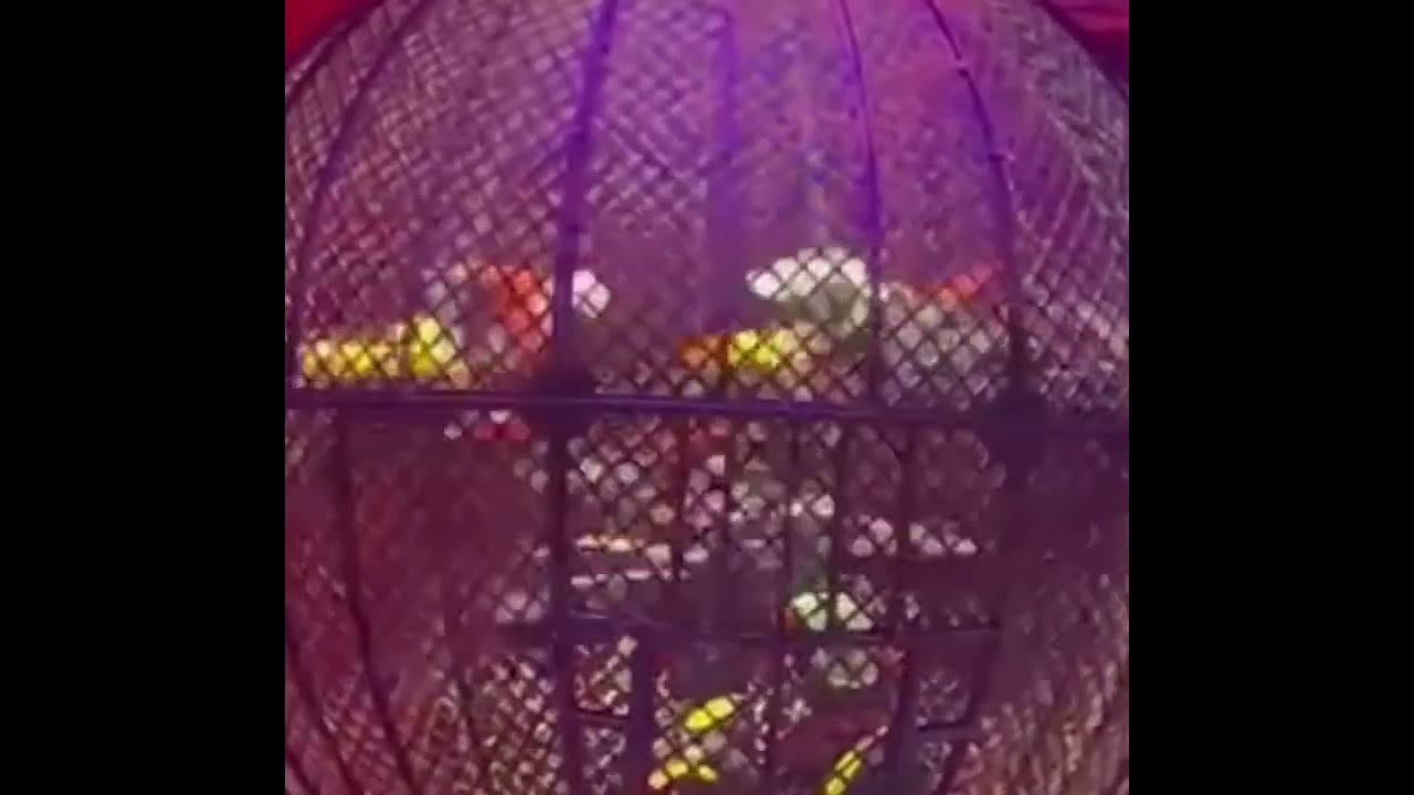 Acrobata fica ferido ao se apresentar no Globo da Morte