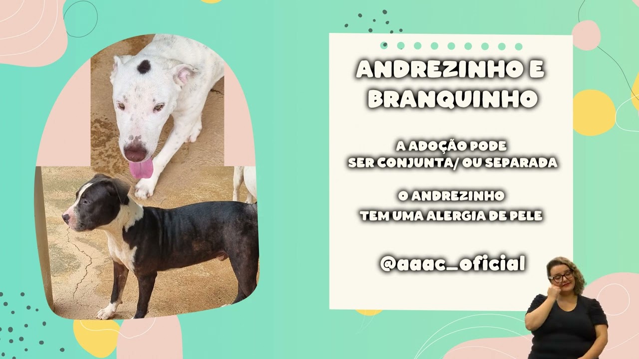 ADOTE UM BICHINHO – SEMANA 04 A 08 DE MARÇO 05-03-2024