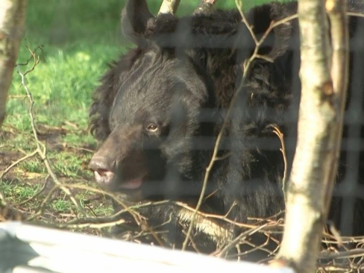 Urso escapa da guerra na Ucrânia e ganha novo lar na Escócia | AFP