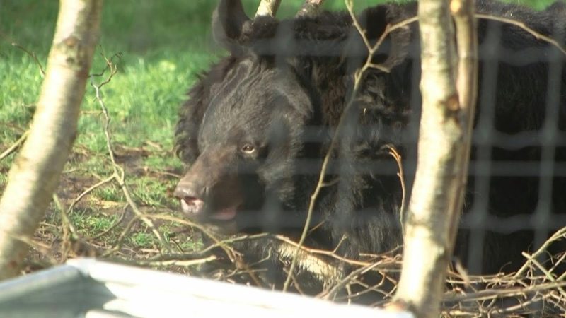 Urso escapa da guerra na Ucrânia e ganha novo lar na Escócia | AFP