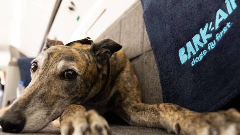 ‘Bom pra cachorro’: companhia aérea cria voos para pets – 30/04/2024 – Turismo