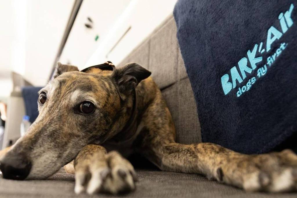 ‘Bom pra cachorro’: companhia aérea cria voos para pets – 30/04/2024 – Turismo