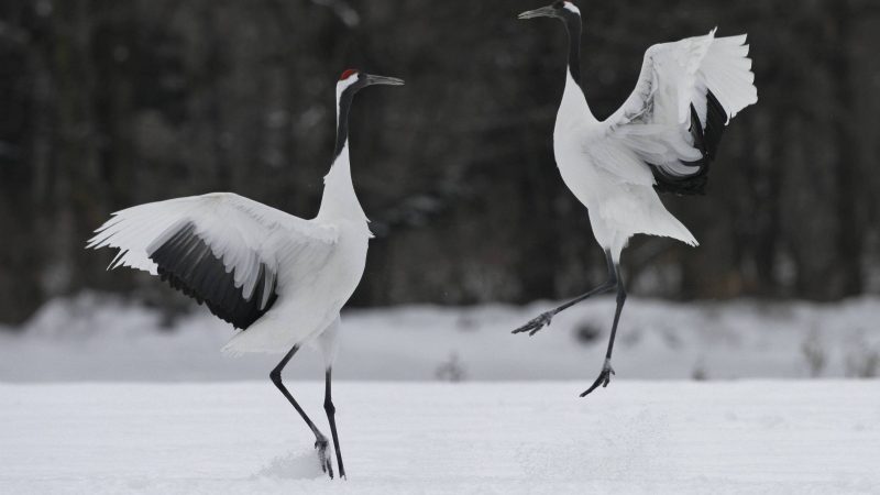 Hokkaido: o que conhecer na ilha mais ao norte do Japão – 12/04/2024 – Turismo