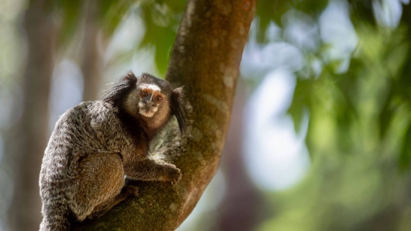 Ilha do Bororé: ecoturismo seduz ciclistas e veganos em SP – 06/04/2024 – Cotidiano