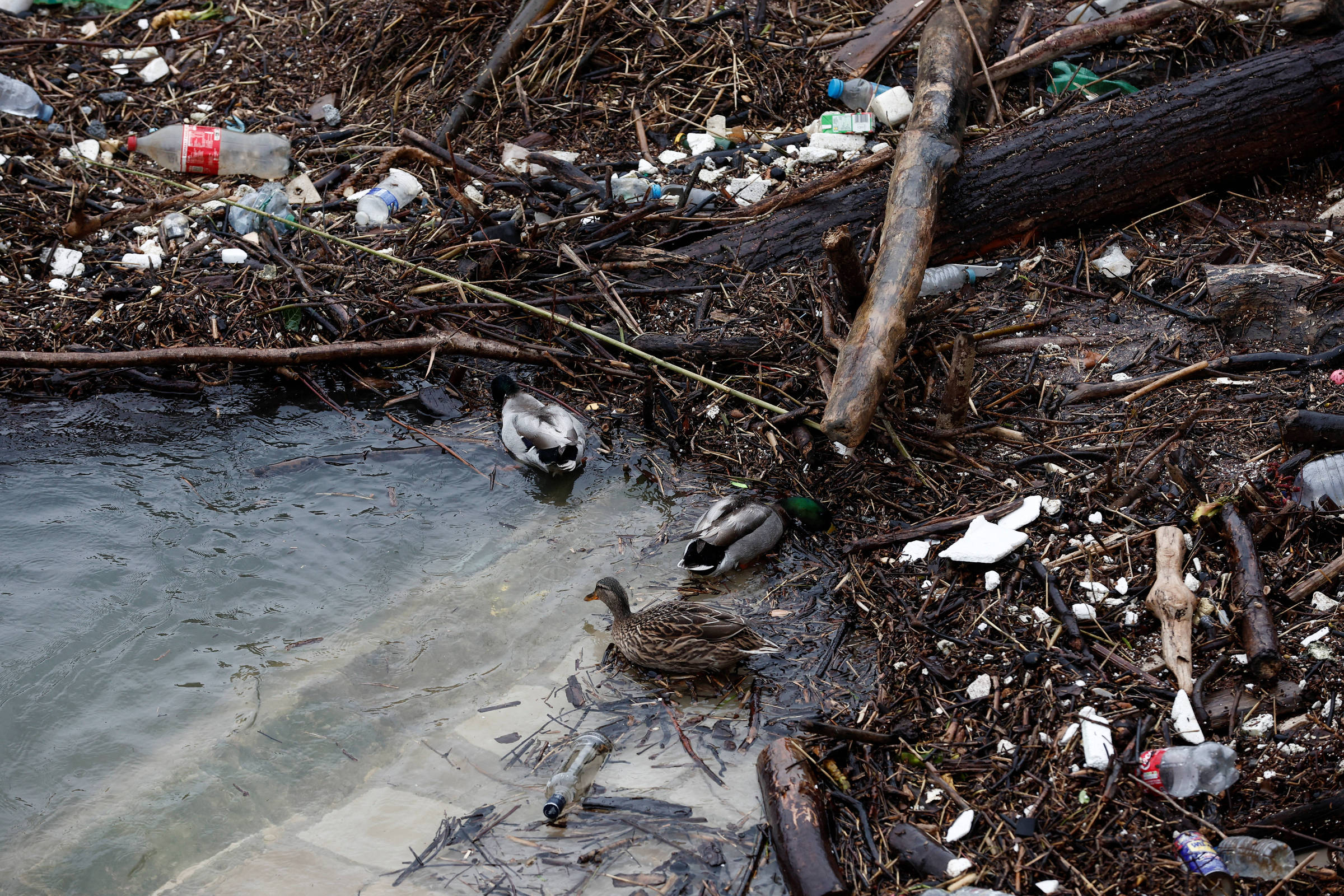 Paris-2024: ONG alerta para estado da água do rio Sena – 08/04/2024 – Esporte