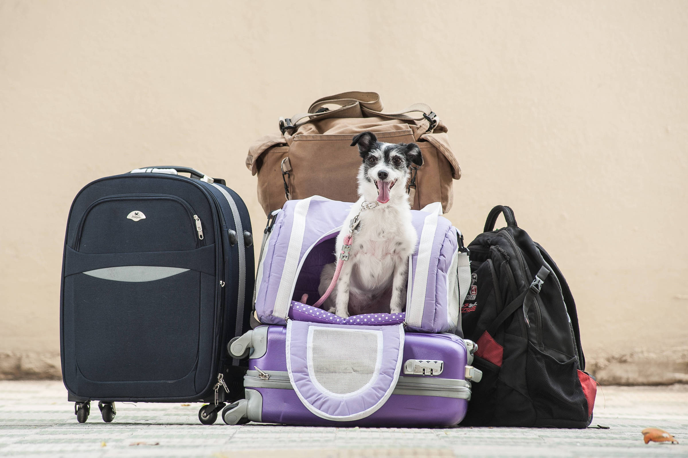 Viajar de avião com pet: conheça as regras – 23/04/2024 – Turismo