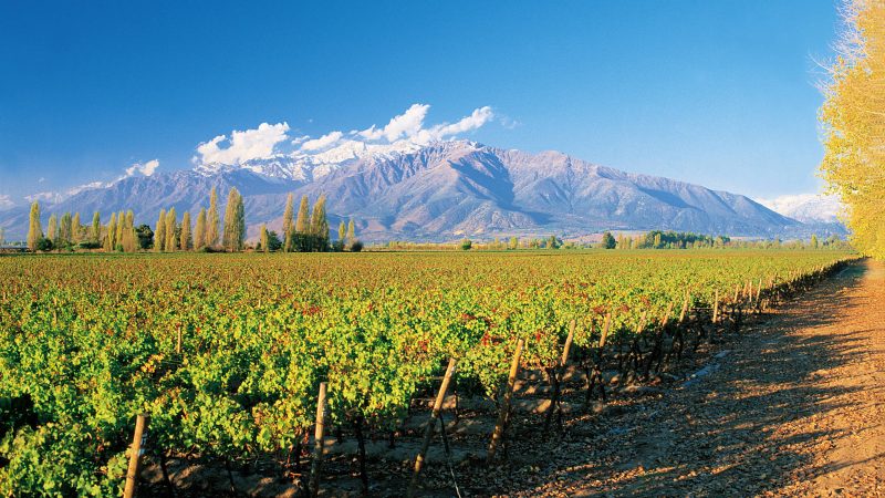 Vinhos: Maipo, no Chile, é ideal para enoturismo express – 03/04/2024 – Turismo