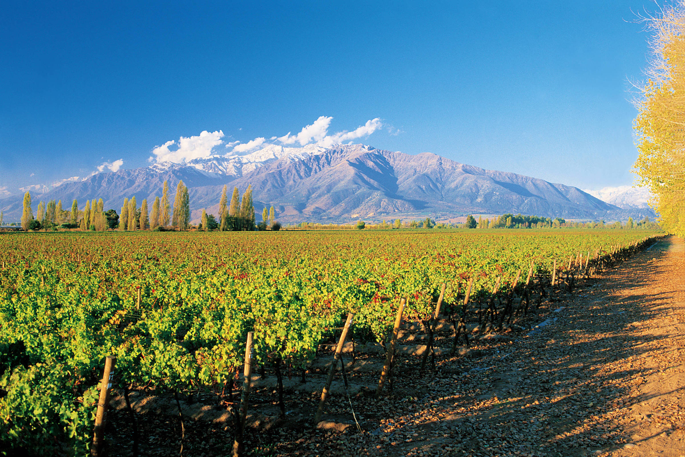Vinhos: Maipo, no Chile, é ideal para enoturismo express – 03/04/2024 – Turismo