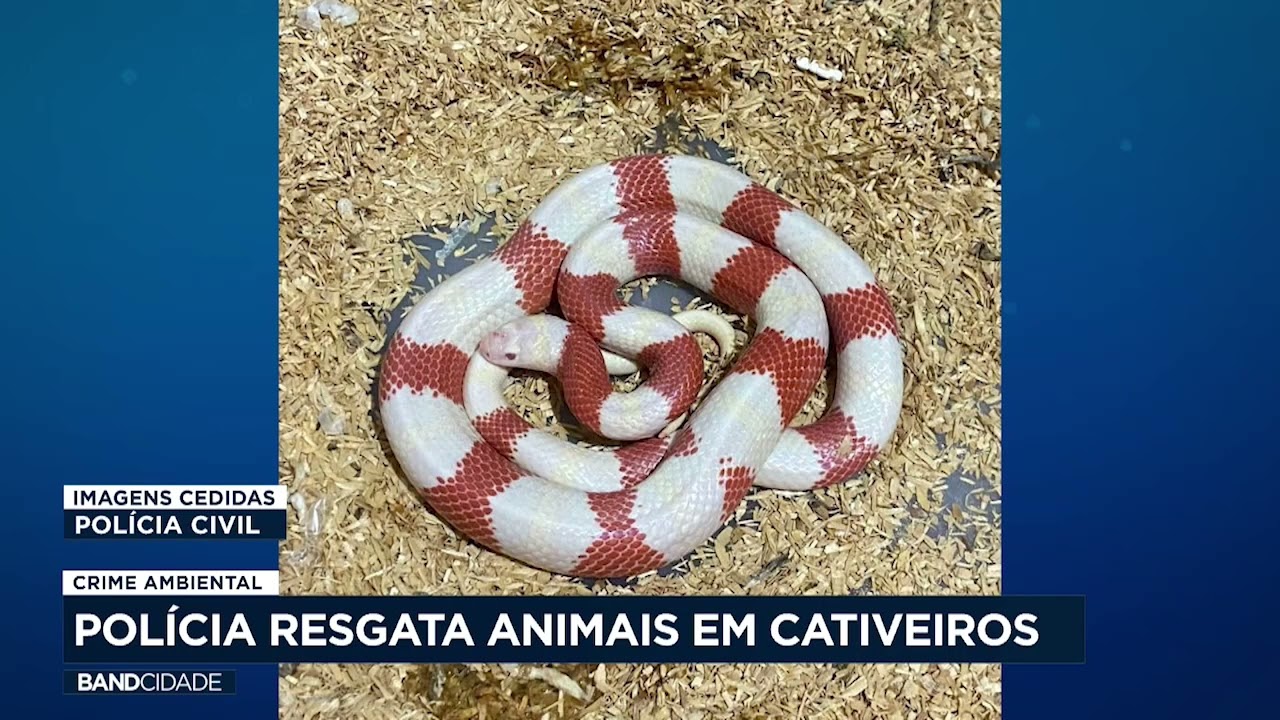Crime ambiental: polícia resgata animais silvestres em cativeiro