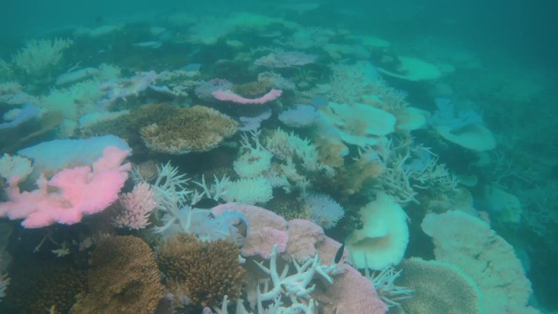 Mais de 70% dos corais da Grande Barreira da Austrália registram danos | AFP