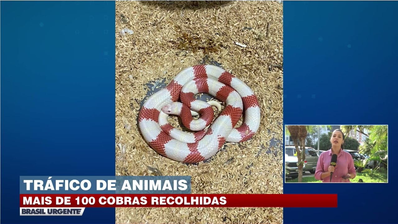 Quase 50 cobras exóticas são resgatadas em Salto