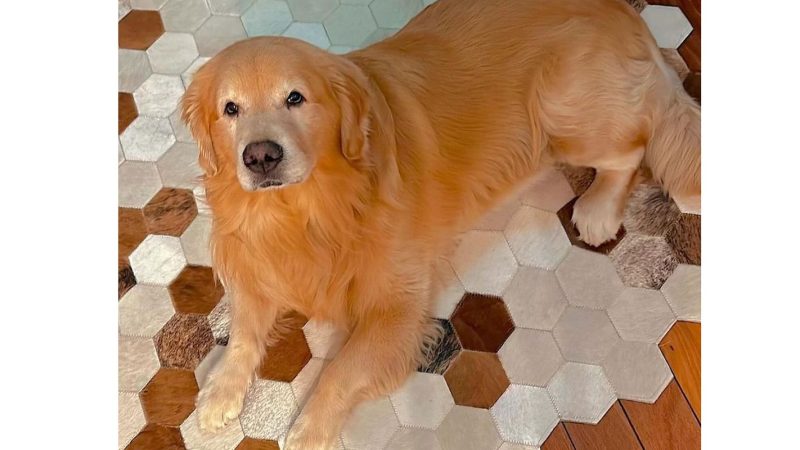 Câmara aprova projeto que obriga aéreas a rastrear transporte de pets