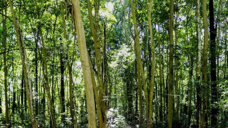 Câmara aprova regras menos rígidas para plantação de eucalipto